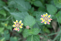 Lantana camara